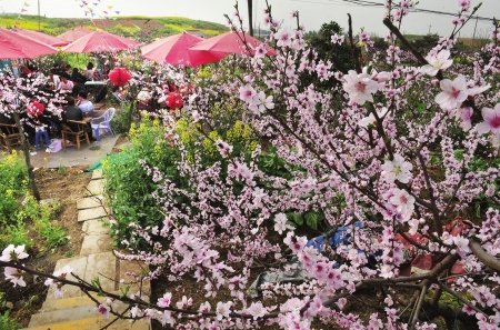 成都国际桃花节开幕 超50万游客涌进龙泉